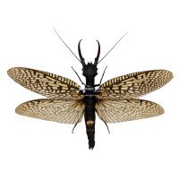 ACANTHACORYDALIS FRUHSTORFERI